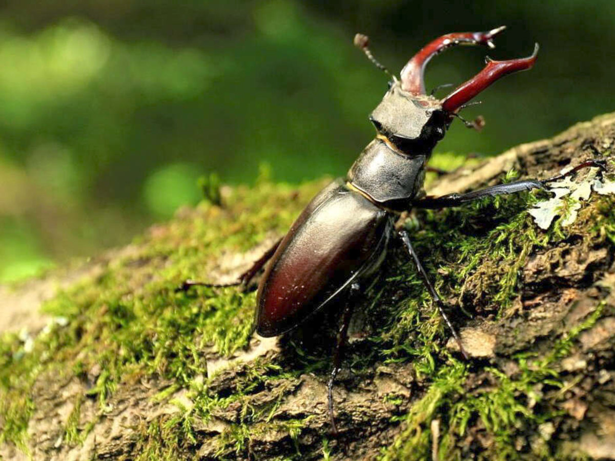 Mopsfledermaus_Klaus_Echle