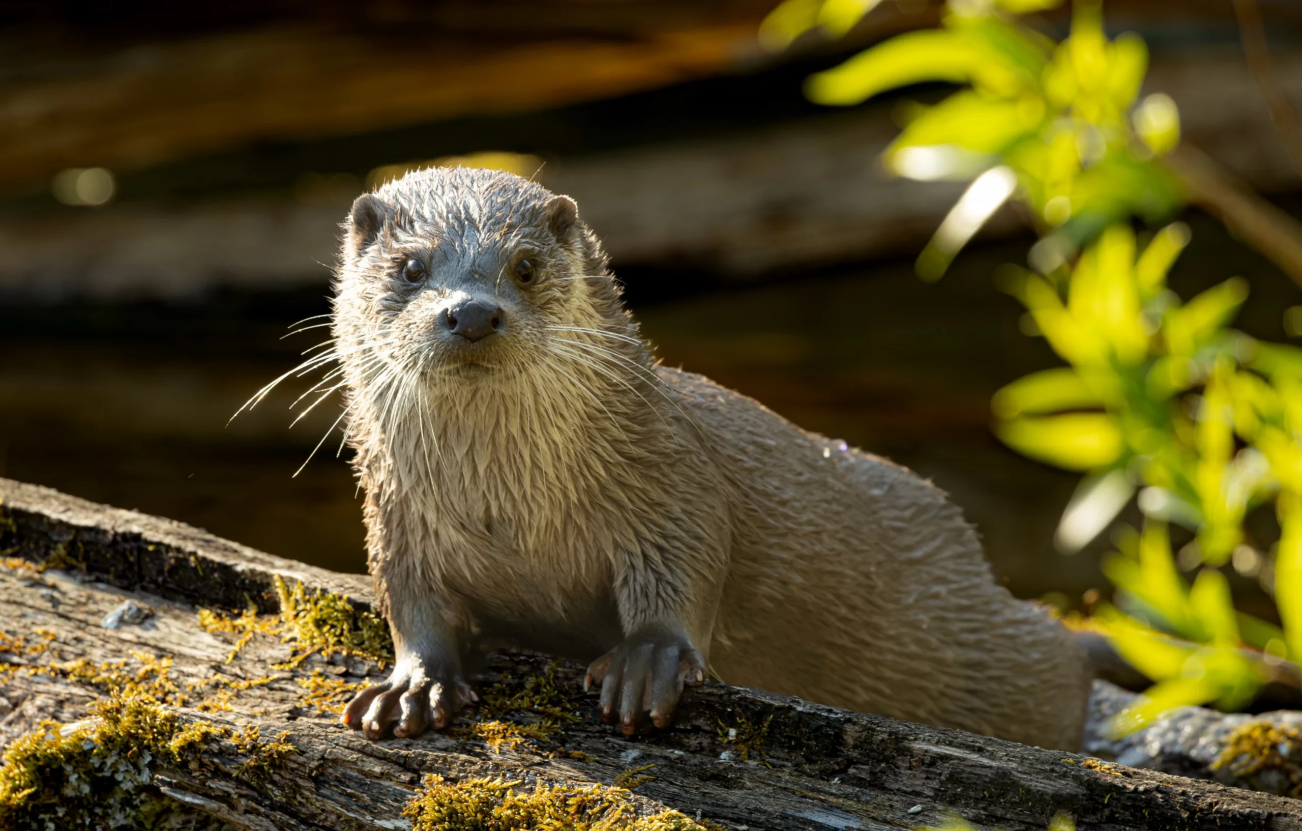 Freiburger Institut für angewandte Tierökologie